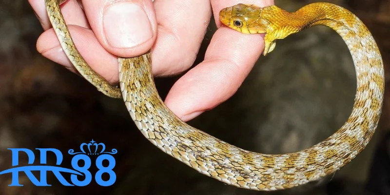 Mơ Thấy Rắn Có Đáng Lo Không? Đánh Số Gì Dễ Trúng Tại RR88 1 Giải mã giấc mơ bị rắn cắn cùng RR88
