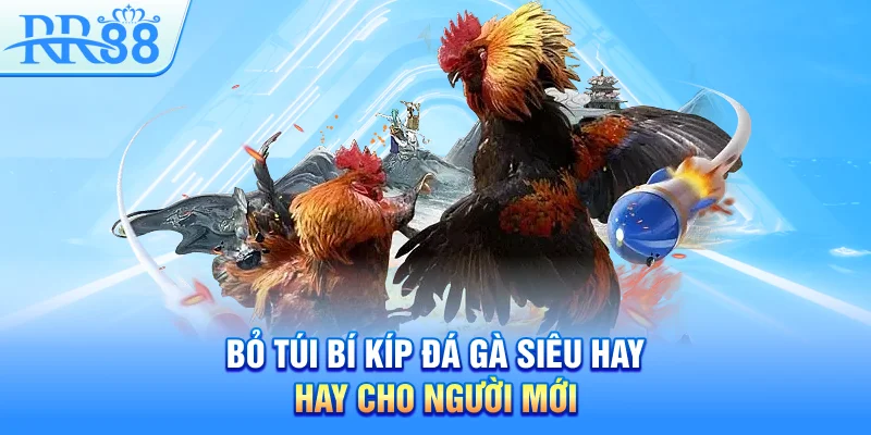 Đá Gà RR88 – Sân Chơi Cá Cược Sôi Động Hàng Đầu Việt Nam 5 Bỏ túi bí kíp đá gà siêu hay cho người mới