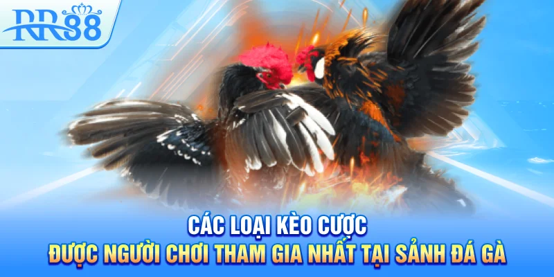 Đá Gà RR88 – Sân Chơi Cá Cược Sôi Động Hàng Đầu Việt Nam 4 Các loại kèo cược được người chơi tham gia nhất tại sảnh đá gà