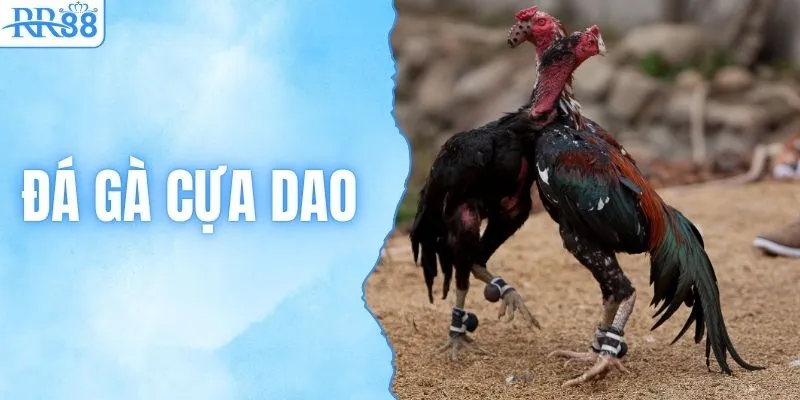 Đá Gà Cựa Dao | Tổng Hợp Kinh Nghiệm Cược Bất Bại Từ RR88 1 Đá Gà Cựa Dao | Tổng Hợp Kinh Nghiệm Cược Bất Bại Từ RR88