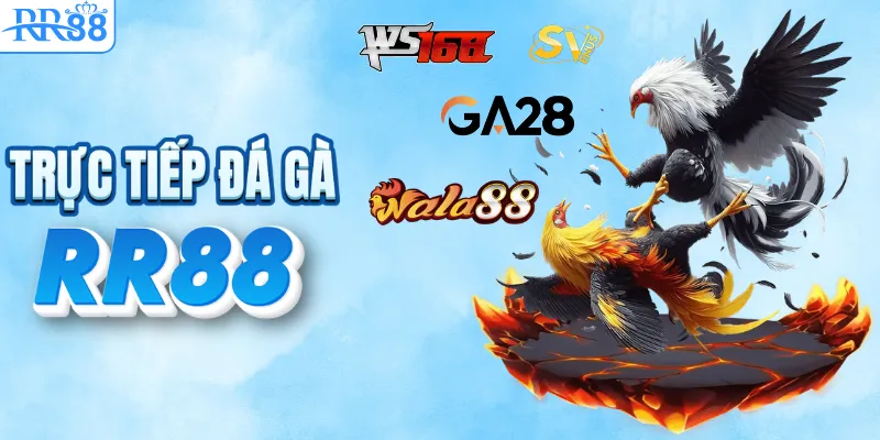 TRANG CHỦ RR88 17 Đá gà lịch thi đấu mới nhất