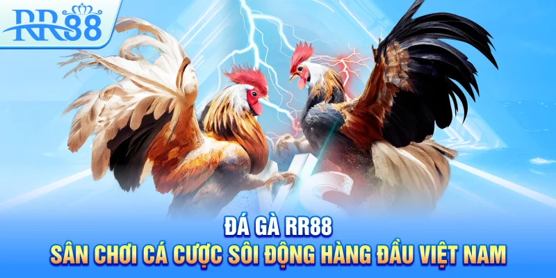 Đá Gà RR88 – Sân Chơi Cá Cược Sôi Động Hàng Đầu Việt Nam 1 Đá Gà RR88 – Sân Chơi Cá Cược Sôi Động Hàng Đầu Việt Nam