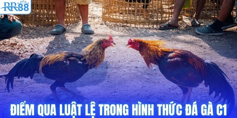 Trực Tiếp Đá Gà C1 Tại RR88 Với Kèo Cược Bùng Nổ 3 Điểm qua luật lệ trong hình thức đá gà C1