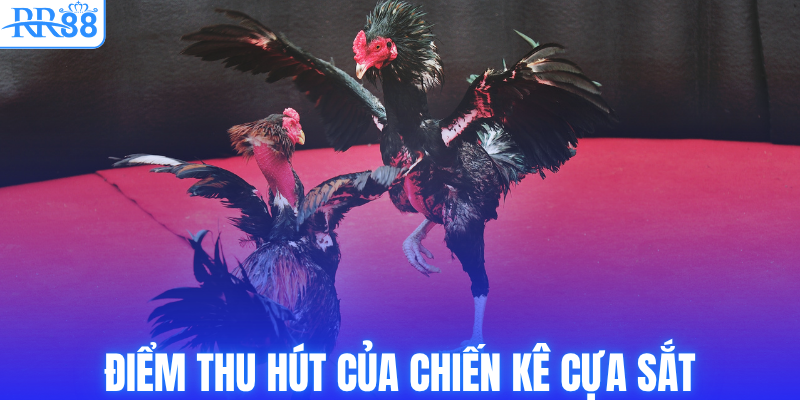 Đá Gà Cựa Sắt RR88 - Nơi Những Chiến Kê Phô Diễn Sức Mạnh 2 Điểm thu hút của chiến kê cựa sắt
