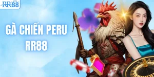 Gà Chiến Peru – Dòng Chiến Kê Tốc Độ Được Săn Đón Tại RR88