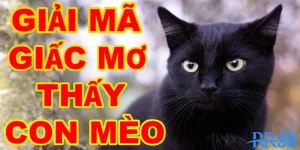 Giải mã giấc mơ thấy mèo đen cùng RR88