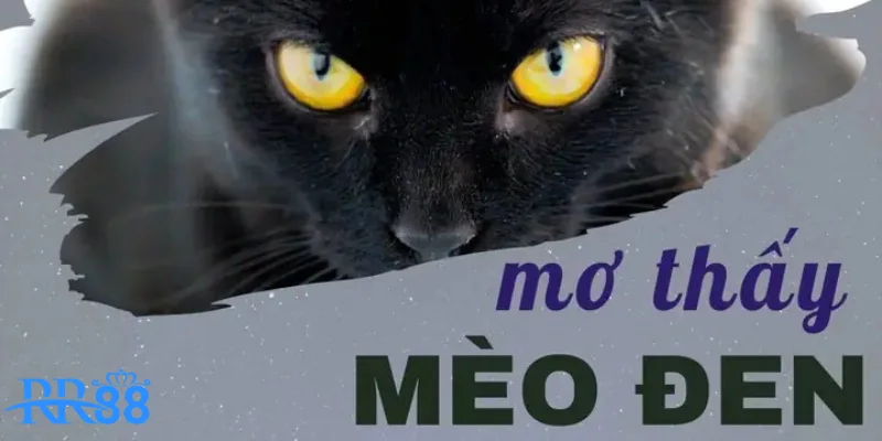 Mơ Thấy Mèo Đen Báo Hiệu Điều Giải Mã Sổ Mơ Cùng RR88 4 Mèo đen vào nhà dự đoán cơ hội mới