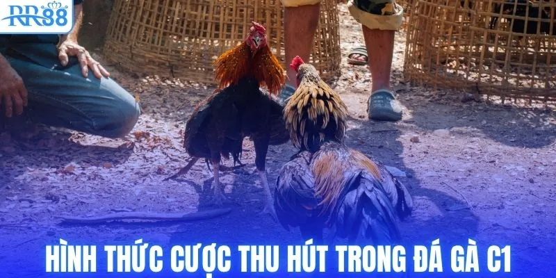 Trực Tiếp Đá Gà C1 Tại RR88 Với Kèo Cược Bùng Nổ 4 Hình thức cược thu hút trong đá gà C1