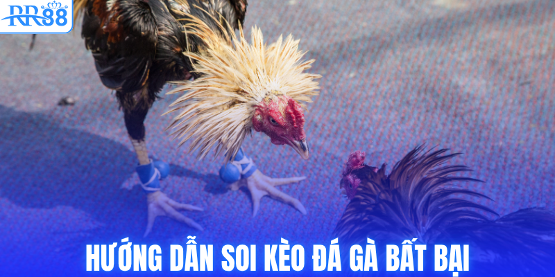 Đá Gà Cựa Sắt RR88 - Nơi Những Chiến Kê Phô Diễn Sức Mạnh 4 Hướng dẫn soi kèo đá gà bất bại