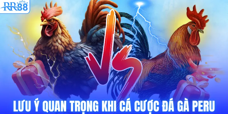 Gà Chiến Peru – Dòng Chiến Kê Tốc Độ Được Săn Đón Tại RR88 4 Lưu ý quan trọng khi cá cược đá gà Peru