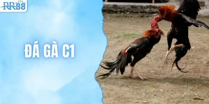 Trực Tiếp Đá Gà C1 Tại RR88 Với Kèo Cược Bùng Nổ