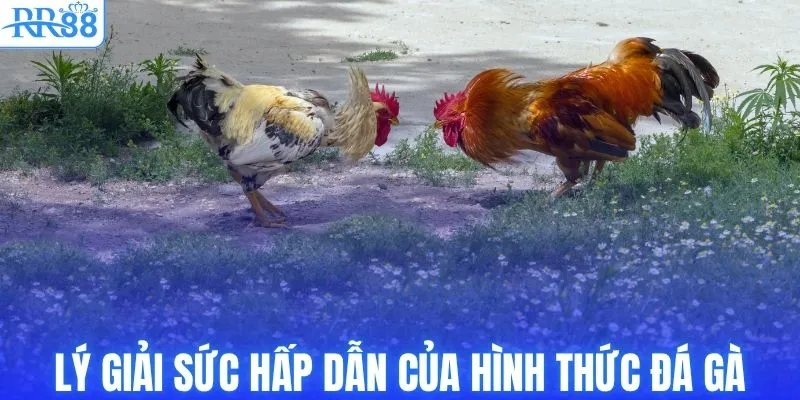 Lý giải sức hấp dẫn của hình thức đá gà Thomo 