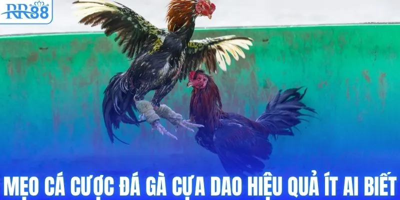 Đá Gà Cựa Dao | Tổng Hợp Kinh Nghiệm Cược Bất Bại Từ RR88 4 Mẹo cá cược đá gà cựa dao hiệu quả ít ai biết