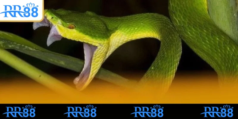 Mơ Thấy Rắn Có Đáng Lo Không? Đánh Số Gì Dễ Trúng Tại RR88 5 Nằm mơ thấy rắn đánh số gì để gặp may mắn